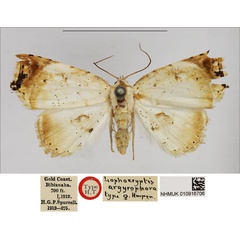 /filer/webapps/moths/media/images/A/argyrophora_Lophocryptis_HT_NHMUK.jpg