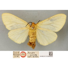 /filer/webapps/moths/media/images/A/aurea_Anaphe_PLTF_BMNH_02.jpg