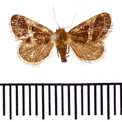 /filer/webapps/moths/media/images/S/separata_Halseyia_AF_BMNH.jpg