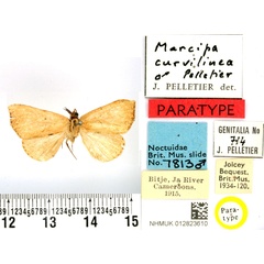 /filer/webapps/moths/media/images/C/curvilinea_Marcipa_PTM_BMNH.jpg
