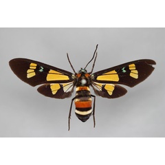/filer/webapps/moths/media/images/F/fulvida_Euchromia_ST_BMNH.jpg