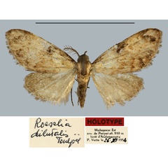 /filer/webapps/moths/media/images/D/dilutalis_Roeselia_HT_MNHN.jpg