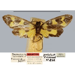 /filer/webapps/moths/media/images/L/lacrimata_Thyrosticta_HT_MNHN.jpg