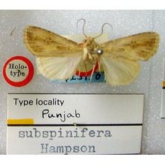 /filer/webapps/moths/media/images/S/subspinifera_Euxoa_HT_BMNH.jpg