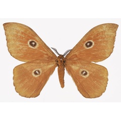/filer/webapps/moths/media/images/P/pujoli_Melanocera_AM_Basquin.jpg
