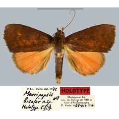 /filer/webapps/moths/media/images/B/bicolor_Marcipopsis_HT_MNHN.jpg