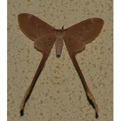 /filer/webapps/moths/media/images/A/argus_Eudaemonia_A_Jorpeland_03.jpg
