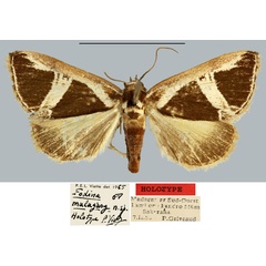 /filer/webapps/moths/media/images/M/malagasy_Fodina_HT_MNHN.jpg
