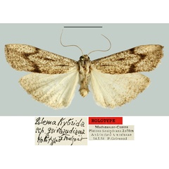 /filer/webapps/moths/media/images/G/griveaudiana_Eilema_HT_MNHN.jpg