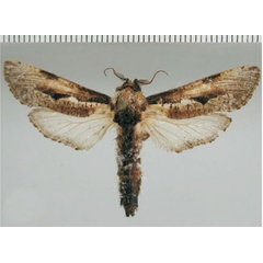 /filer/webapps/moths/media/images/T/tristis_Aethalopteryx_AM_ZMHB.jpg
