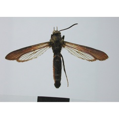 /filer/webapps/moths/media/images/A/albomaculata_Hymenosphecia_HT_MNHN.jpg