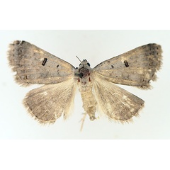 /filer/webapps/moths/media/images/R/rufirena_Plecoptera_AF_TMSA_02.jpg