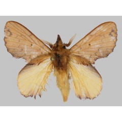 /filer/webapps/moths/media/images/A/anthonychristophereaton_Rhynchobombyx_HT_USTTB.jpg