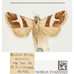 /filer/webapps/moths/media/images/O/odontophora_Eublemma_PTF_BMNH.jpg