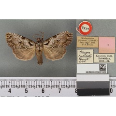 /filer/webapps/moths/media/images/R/rubidata_Perigea_HT_BMNHa.jpg