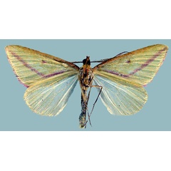 /filer/webapps/moths/media/images/L/lucidaria_Casilda_AM_ZSMb.jpg