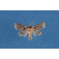 /filer/webapps/moths/media/images/G/griseata_Arbelodes_AM_TMSA.jpg