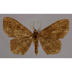 /filer/webapps/moths/media/images/F/fuscobrunnea_Scopula_A_ZSM_01.jpg