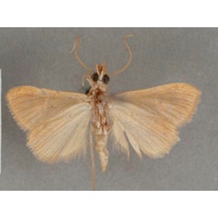 /filer/webapps/moths/media/images/R/rubritinctalis_Pionea_PT_OUMNHb_01.jpg