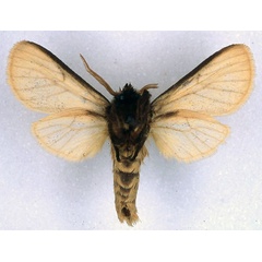 /filer/webapps/moths/media/images/F/fario_Metarctia_HT_BMNH_02.jpg