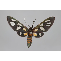 /filer/webapps/moths/media/images/E/endocrocis_Amata_HT_BMNH.jpg