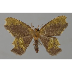 /filer/webapps/moths/media/images/E/excavata_Bathycolpodes_A_ZSM_01.jpg