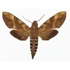 /filer/webapps/moths/media/images/D/densoi_Nephele_AF_Basquin.jpg