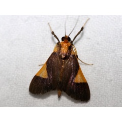 /filer/webapps/moths/media/images/C/conigeralis_Ulopeza_AF_Grimm.jpg