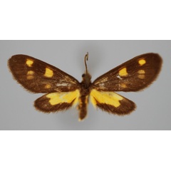 /filer/webapps/moths/media/images/B/brevipennis_Maculonaclia_PT_BMNH.jpg