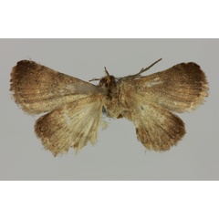 /filer/webapps/moths/media/images/P/pyrosticta_Eublemma_HT_MNHNb.jpg