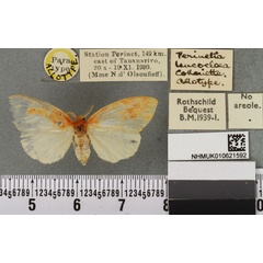 /filer/webapps/moths/media/images/L/leucocloea_Perinetia_AT_BMNHa.jpg