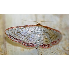 /filer/webapps/moths/media/images/S/serraticornis_Rhodoneura_A_Voaden.jpg