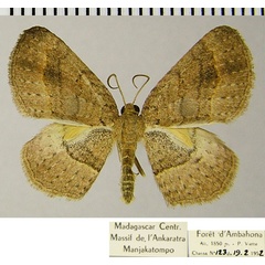 /filer/webapps/moths/media/images/L/lophopterata_Astenotricha_AM_ZSMa.jpg