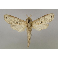 /filer/webapps/moths/media/images/G/grandiplaga_Aethalopteryx_A_MWM.jpg