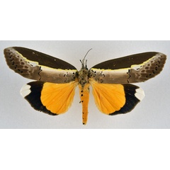 /filer/webapps/moths/media/images/G/gloriosa_Eligma_AF_NHMO.jpg