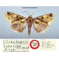 /filer/webapps/moths/media/images/L/loxoscia_Elaeodopsis_HT_BMNH.jpg