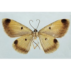 /filer/webapps/moths/media/images/B/brunnea_Morabia_HT_ZSMb.jpg