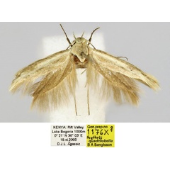 /filer/webapps/moths/media/images/Q/quadrilobella_Scythris_PT_BMNH_meTiXs6.jpg