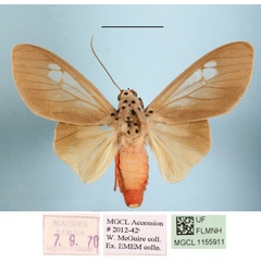 /filer/webapps/moths/media/images/L/leucoptera_Amerila_AM_MGCLa_02.JPG