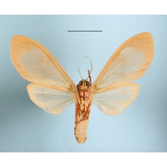 /filer/webapps/moths/media/images/A/affinis_Amerila_A_MGCLb_01.JPG