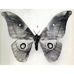 /filer/webapps/moths/media/images/M/myrtea_Nudaurelia_STM_Rebel_1917b_4-2.jpg