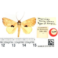 /filer/webapps/moths/media/images/E/endoselene_Marcipa_HT_BMNH.jpg