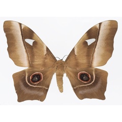 /filer/webapps/moths/media/images/D/deyrollii_Pseudimbrasia_AF_Basquina.jpg