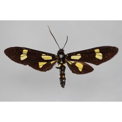 /filer/webapps/moths/media/images/J/jacksoni_Euchromia_HT_BMNH.jpg
