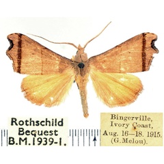 /filer/webapps/moths/media/images/E/exangulata_Paralephana_AM_BMNH.jpg