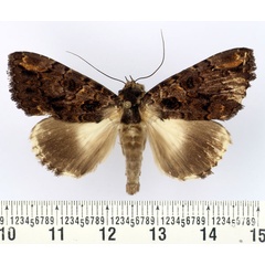 /filer/webapps/moths/media/images/V/vadoni_Nagia_AM_BMNH.jpg