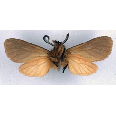 /filer/webapps/moths/media/images/F/fuscorufescens_Metarctia_HT_BMNH_02.jpg
