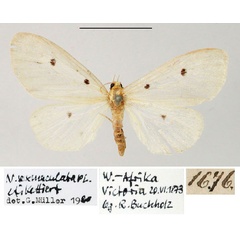 /filer/webapps/moths/media/images/S/sexmaculata_Nudaria_ST_ZMHB_02.jpg