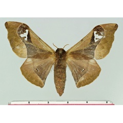 /filer/webapps/moths/media/images/I/intermedia_Holocerina_AF_Basquin.jpg