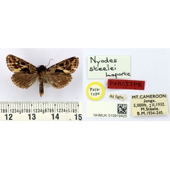 /filer/webapps/moths/media/images/S/steelei_Nyodes_PT_BMNH.jpg